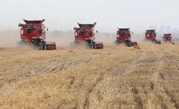 小麦の収穫作業