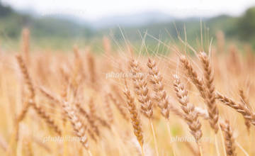 ロシア産小麦