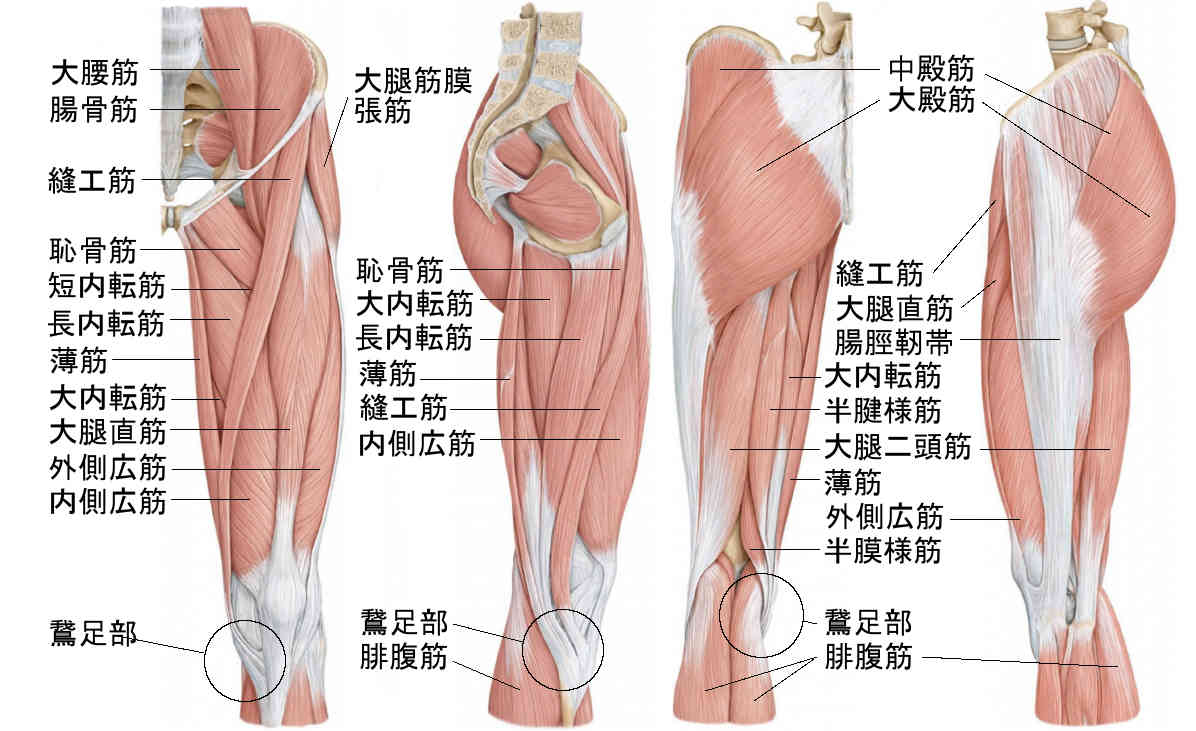 大腿部の筋肉の各名称